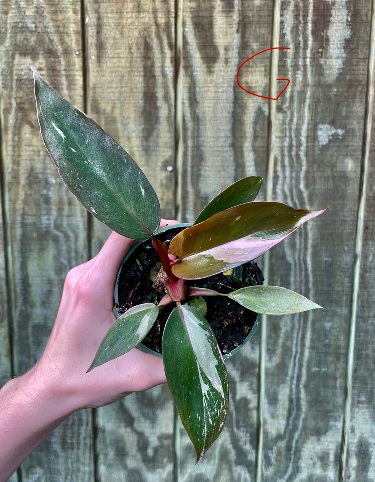 4” Pink Princess ‘G’