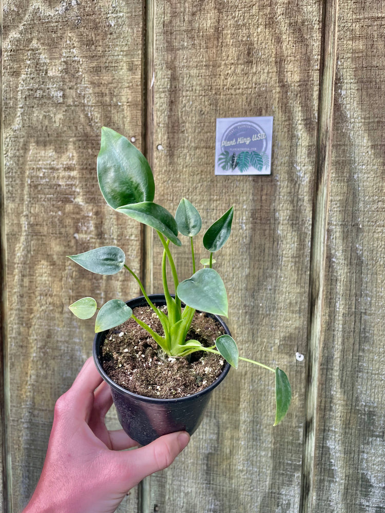 4” Tiny Dancer Alocasia