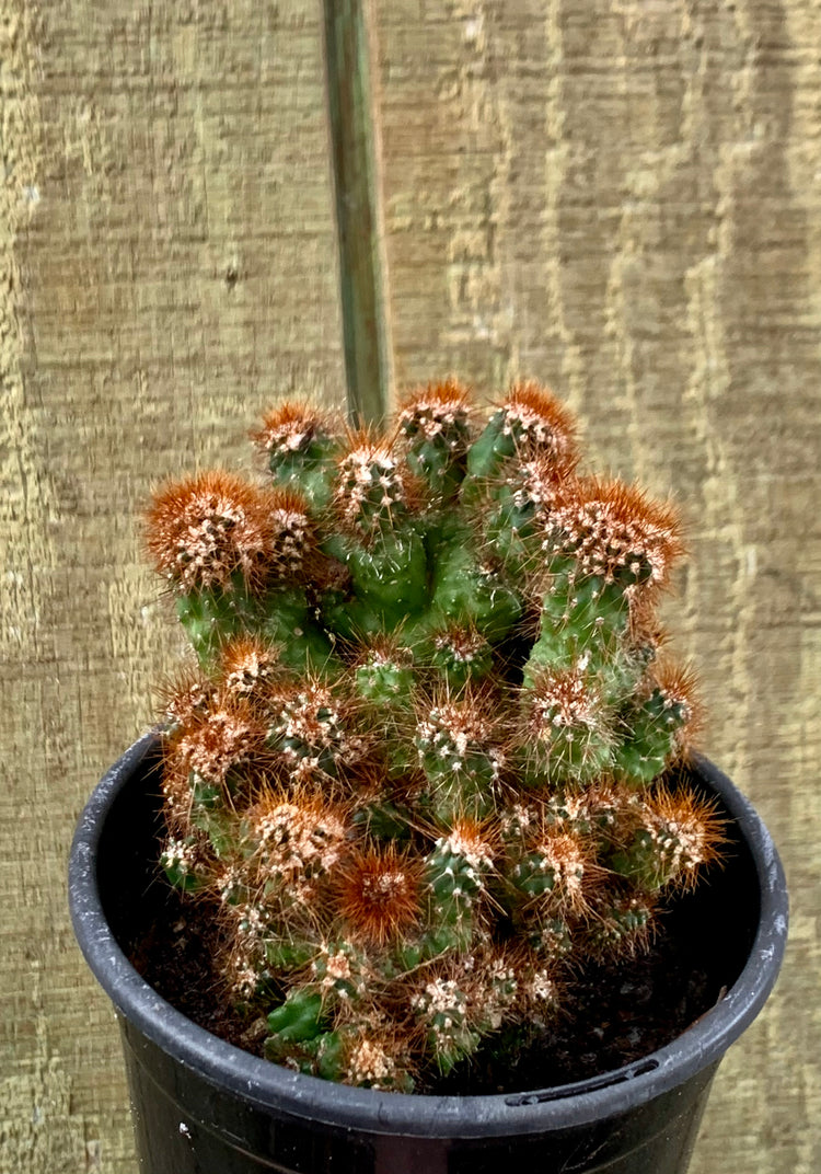 4” Gemsi Cacti- Cactus