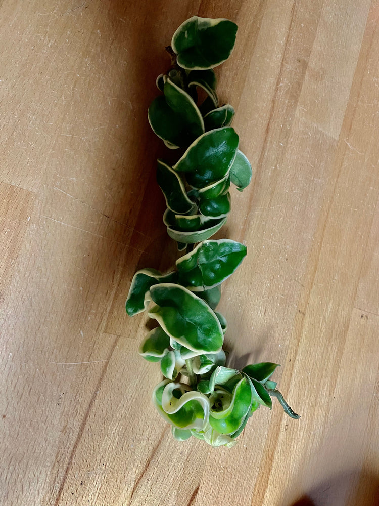 Long Variegated Compacta cutting
