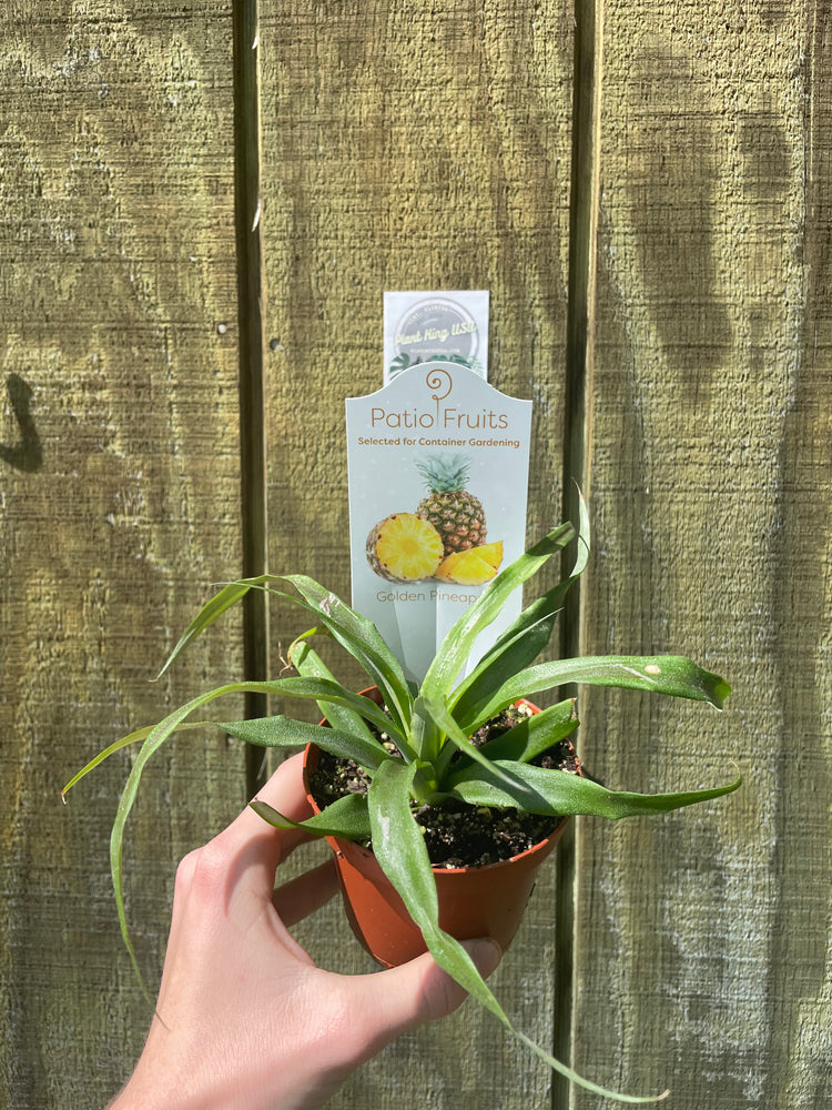 4” Pineapple