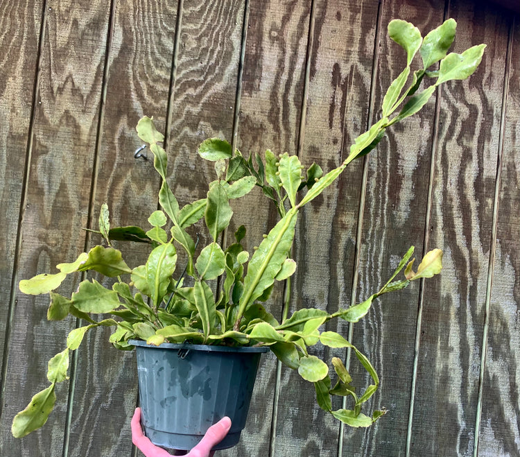 Night blooming cactus - Succulent/cactus