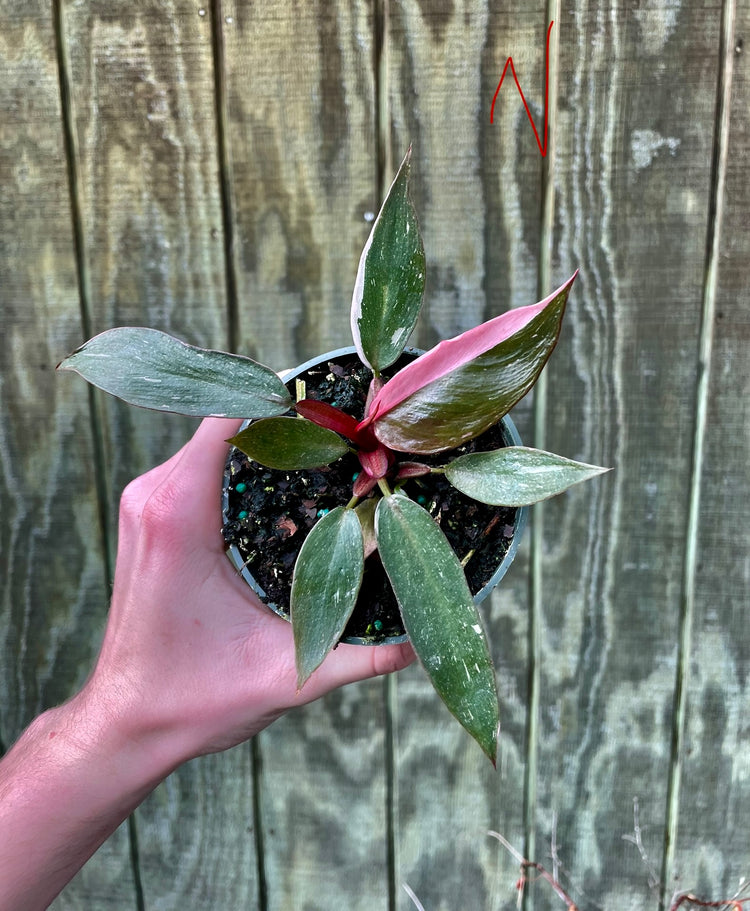 4” Pink Princess ‘N’