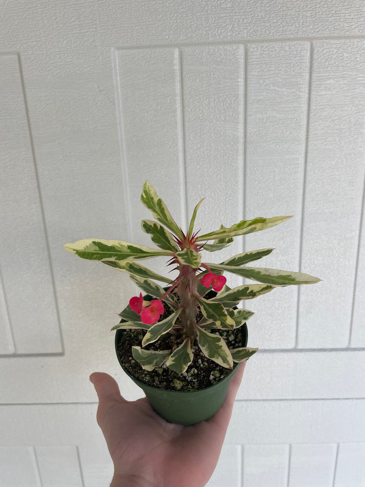 4” Variegated Crown of Thorns