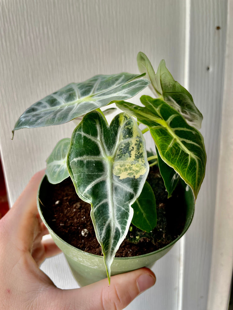 Rare Sports Variegated Alocasia Mandalay