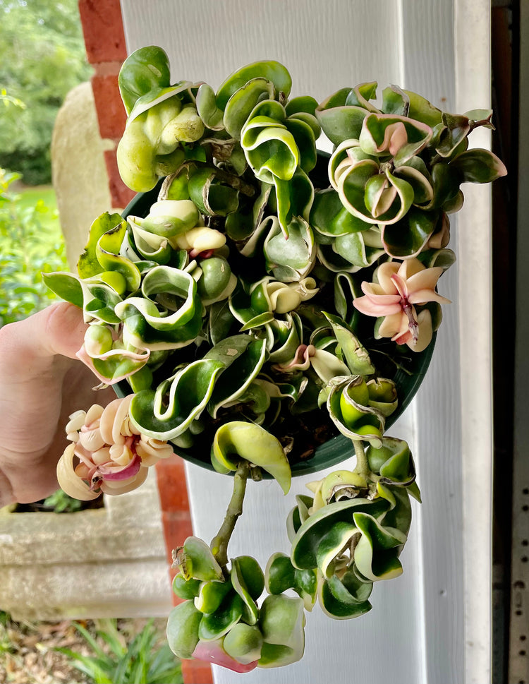 6” Variegated Hoya compacta ‘A’ - Succulent/ Houseplant