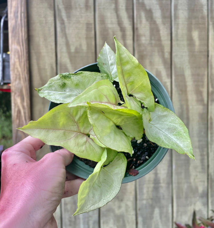 6” White Butterfly Syngonium- Houseplant