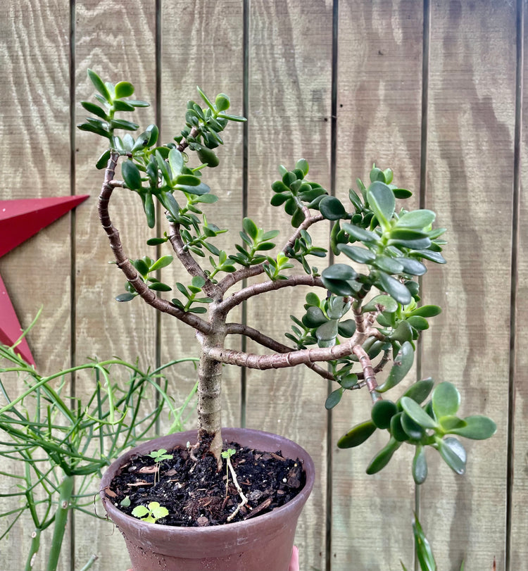 5” Bonsai Jade