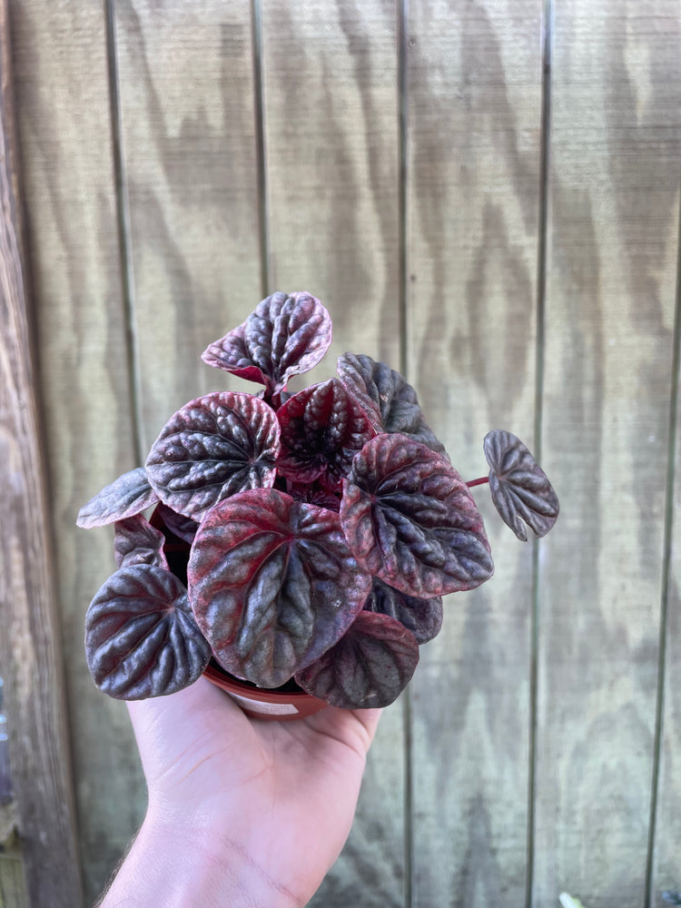 4” Peperomia ‘Abricos’