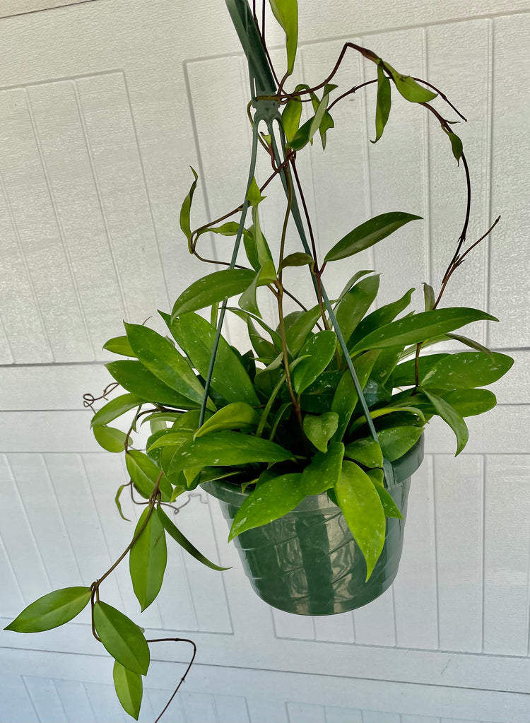8” HB Hoya Pubicalyx Splash - Houseplant