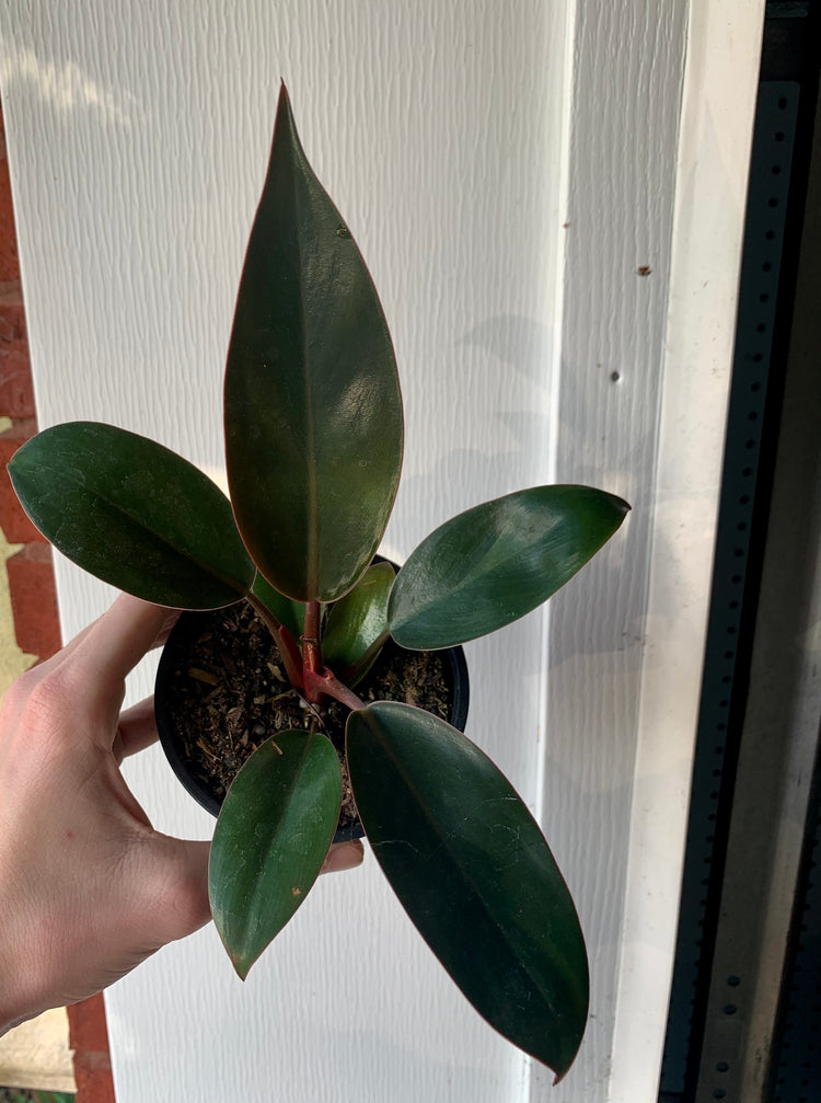 Philodendron Imperial Red 4” - Houseplant