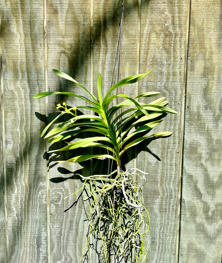 Vanda Hanging Orchid