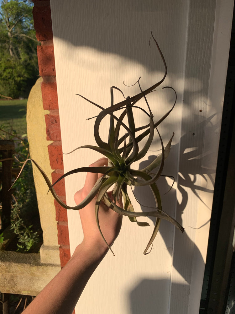 Jumbo Tillandsia Airplant