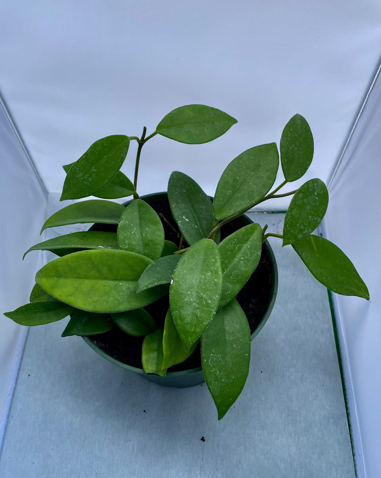 6” Hoya Carnosa