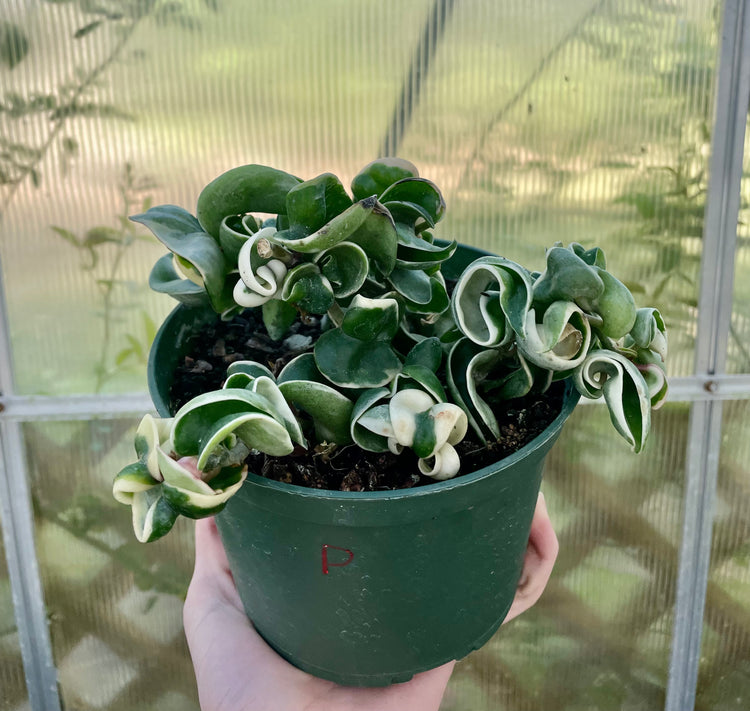 6” Variegated Compacta ‘D’