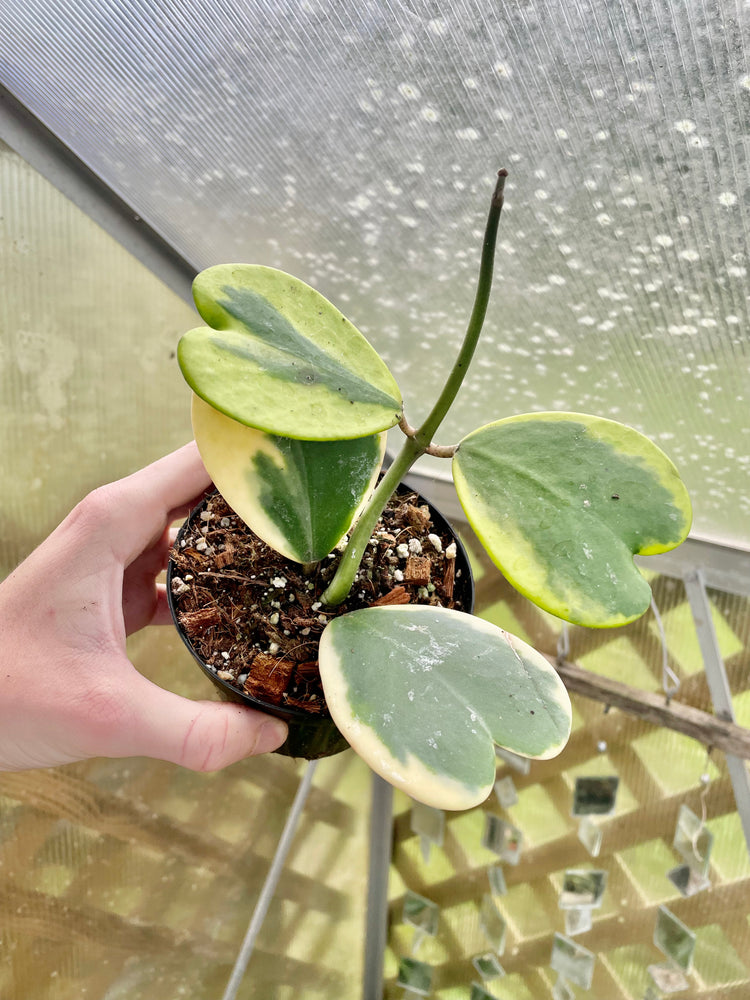 4” Variegated Hoya Kerrii ‘A’ - Succulent/ Houseplant
