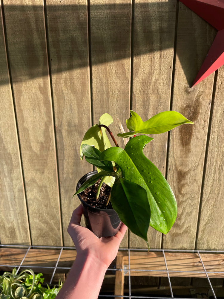 4” Florida Green Philo