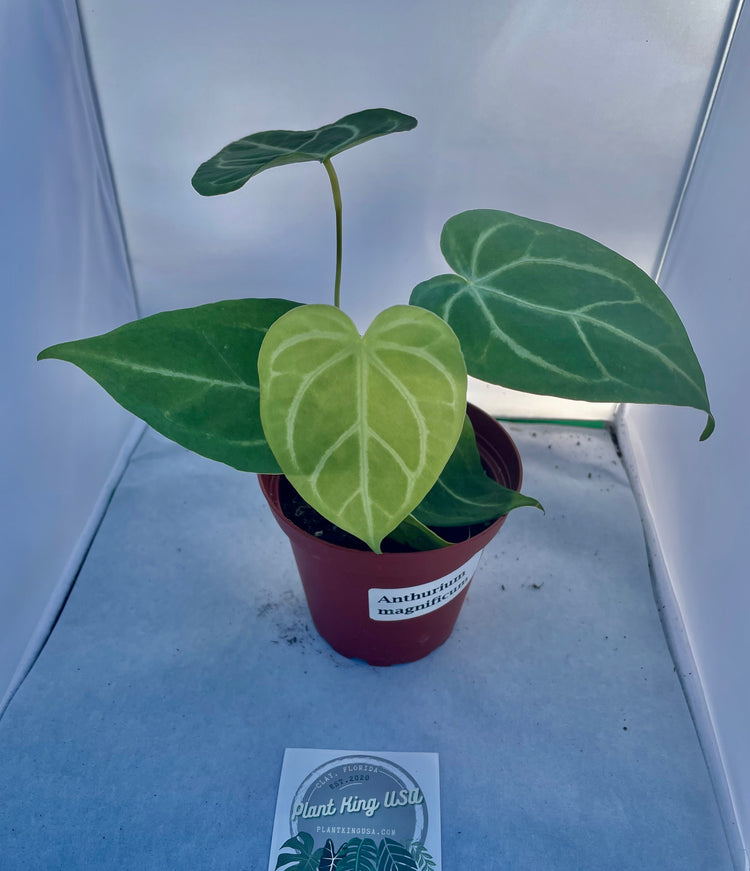 4” Anthurium Magnificum