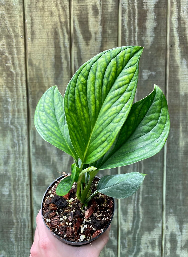 4” Monstera Pinnatpartita ‘A’ - Houseplant