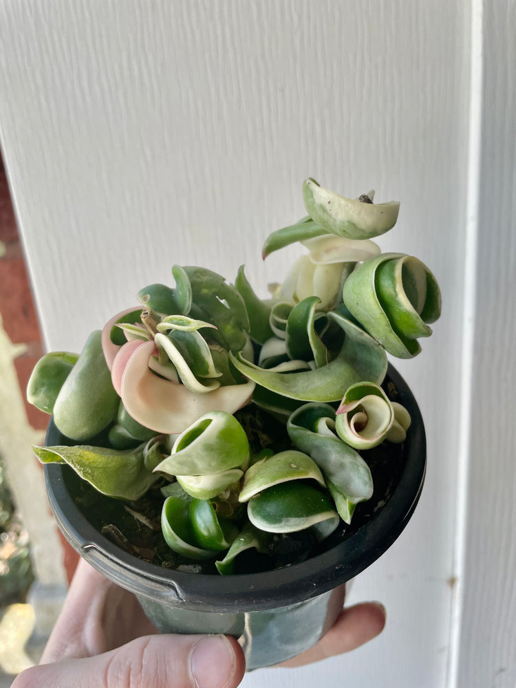 Small Variegated Hoya Compacta - Succulent/ Houseplant