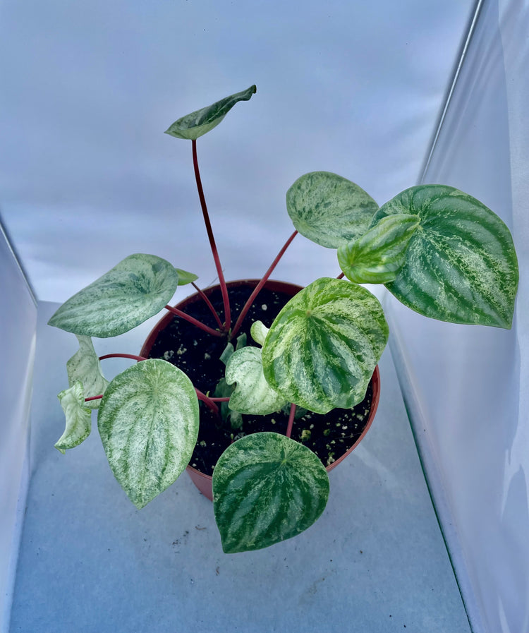 6” Variegated Watermelon Pep