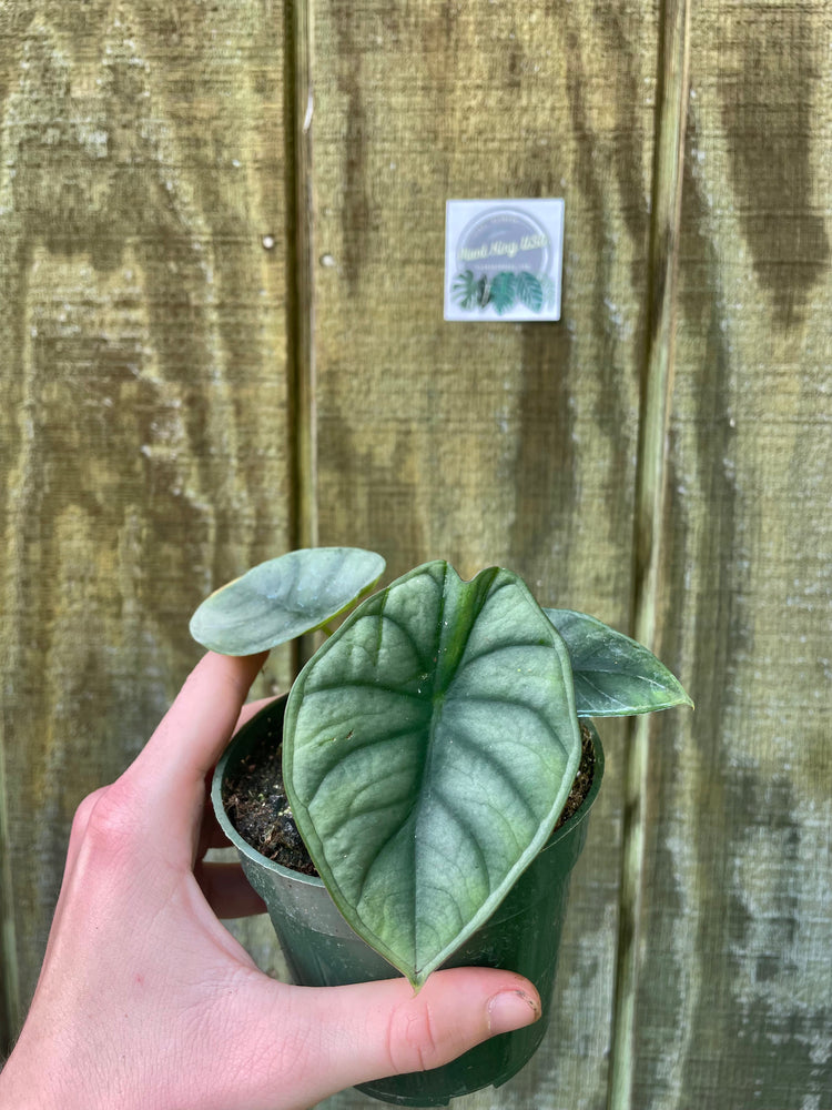 4” Alocasia Nebula