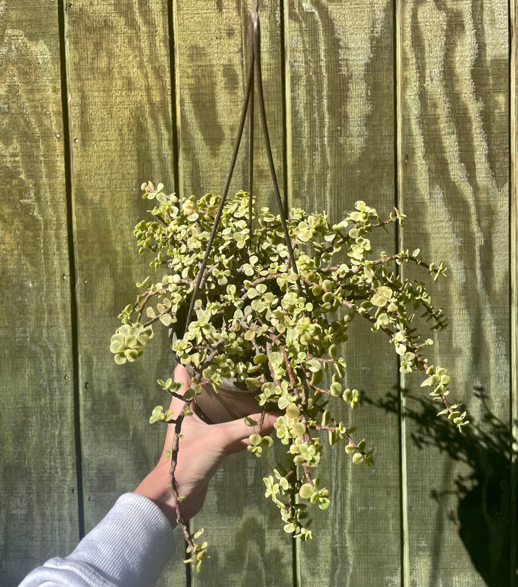 6” HB Variegated Jade