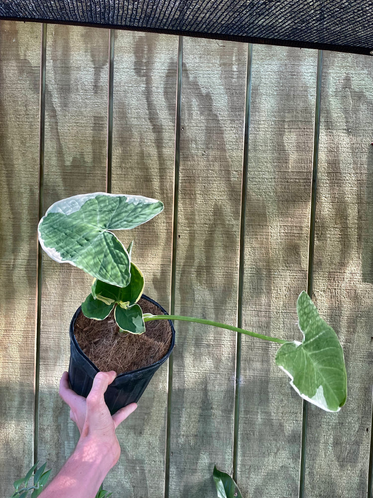 Alocasia ‘Mickey Mouse’