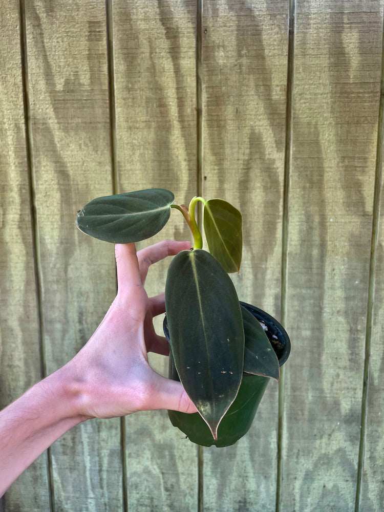 4” Philodendron Gigas