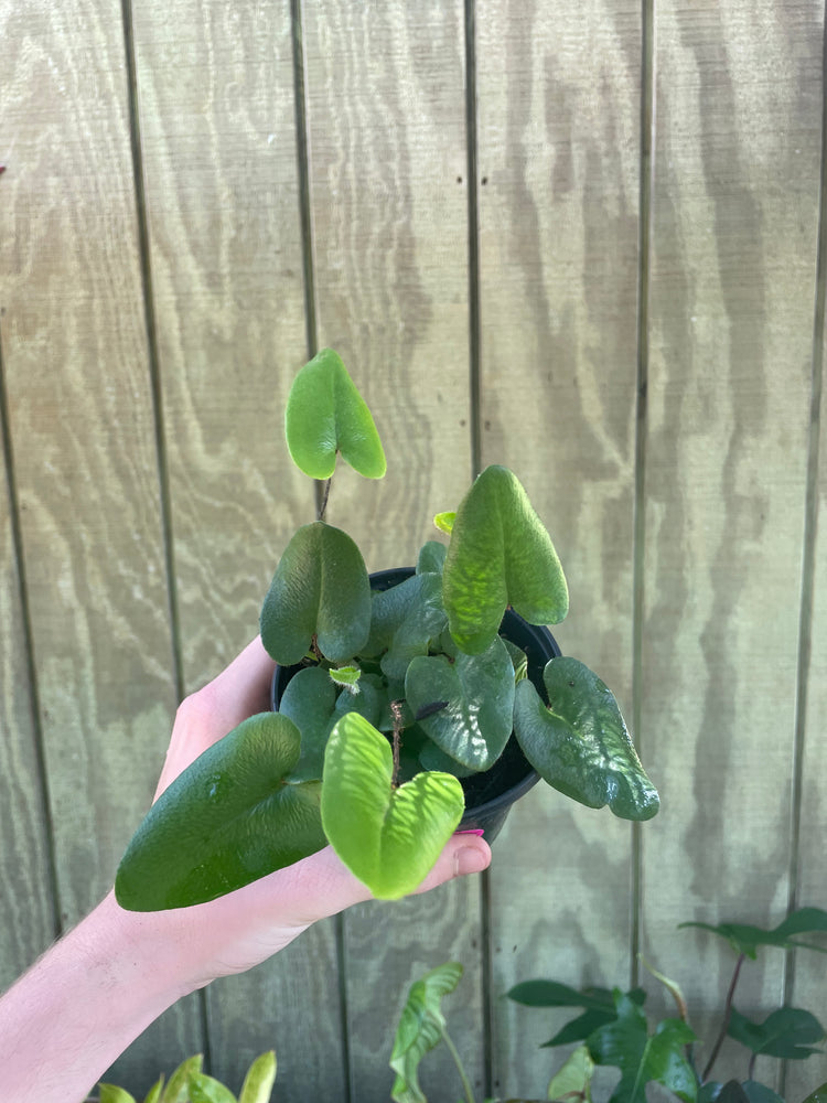 4” Heart Fern