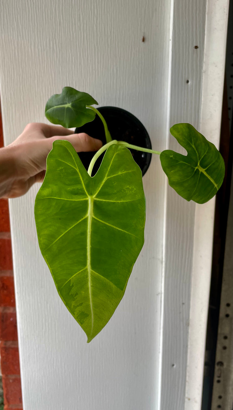 4” Alocasia Frydeck- Houseplant