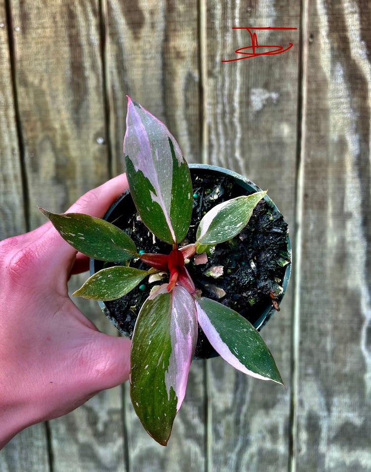 4” Pink Princess ‘I’