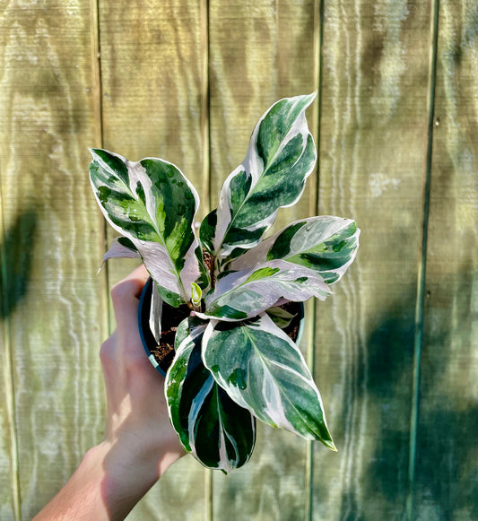 4β Calathea White Fusion