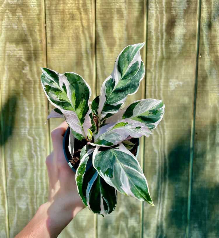 4” Calathea White Fusion
