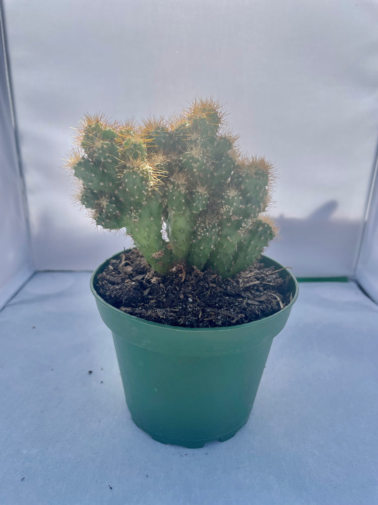 4” Cereus