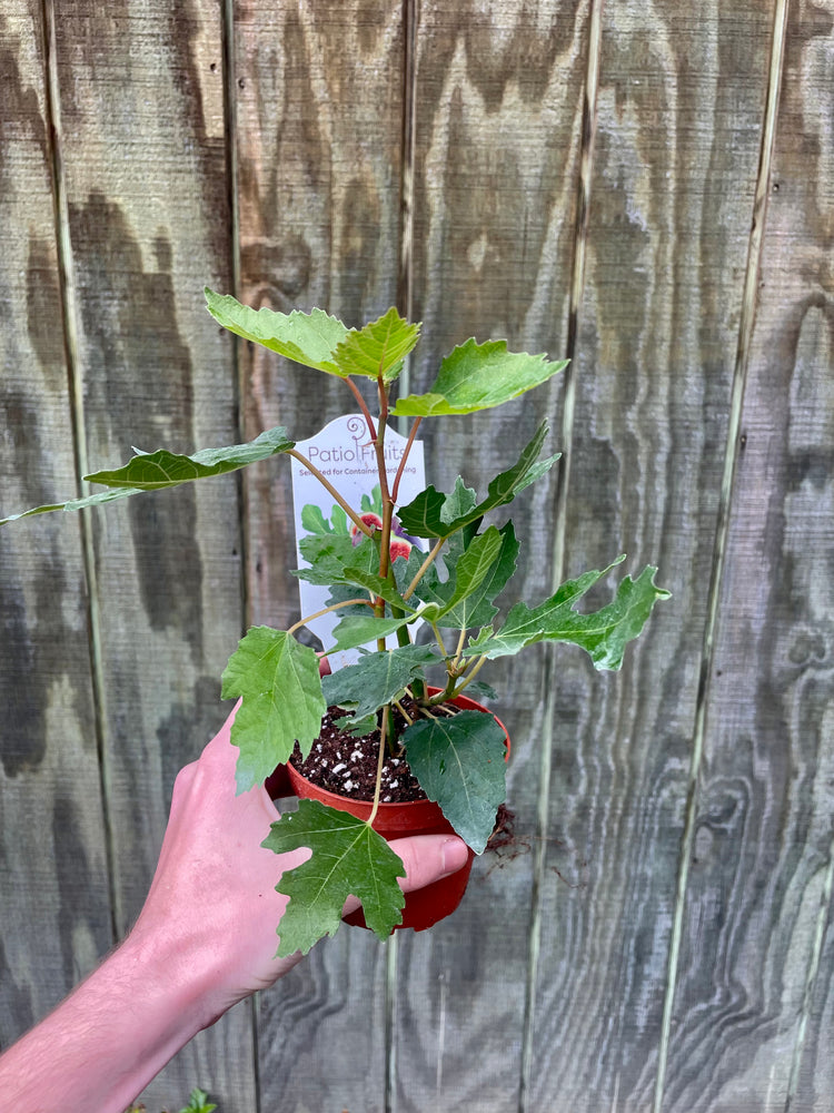 4” Olympian Fig