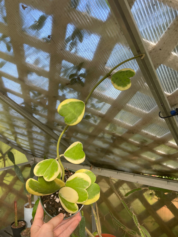 Mother 4” Variegated Hoya Kerrii (exact)