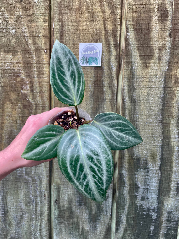 4” Peperomia Maculosa