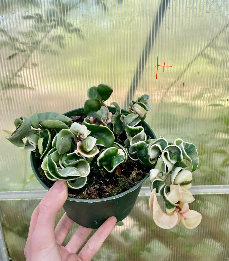 6” Variegated Compacta ‘H’