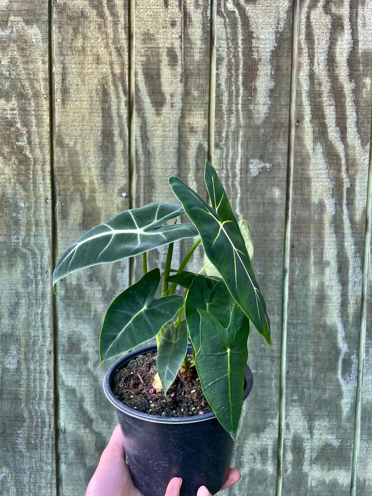6” Alocasia Frydeck