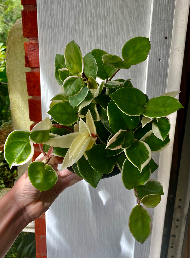 6” Hoya Tri-Color Queen ‘A’