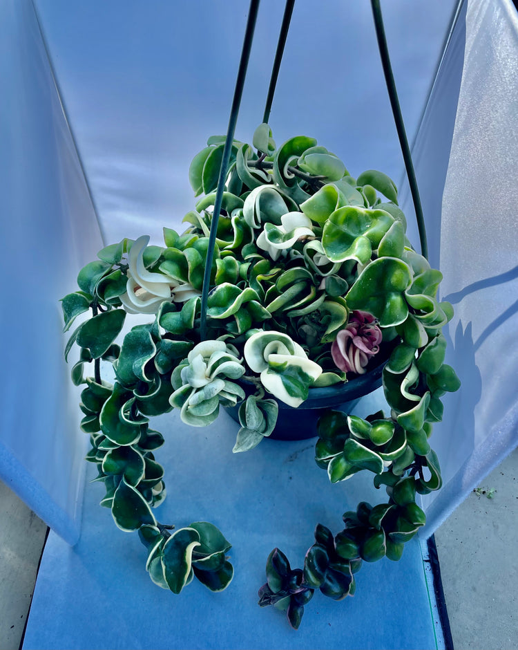 8” HB Variegated Hoya Compacta #1