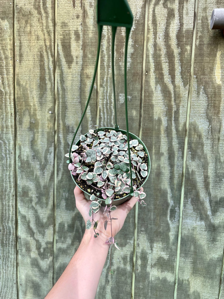 6” Variegated Hearts