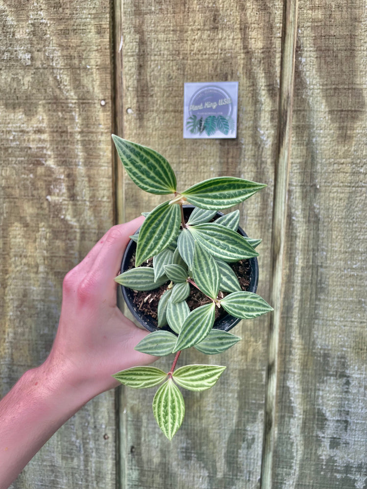 4” Peperomia Beetle