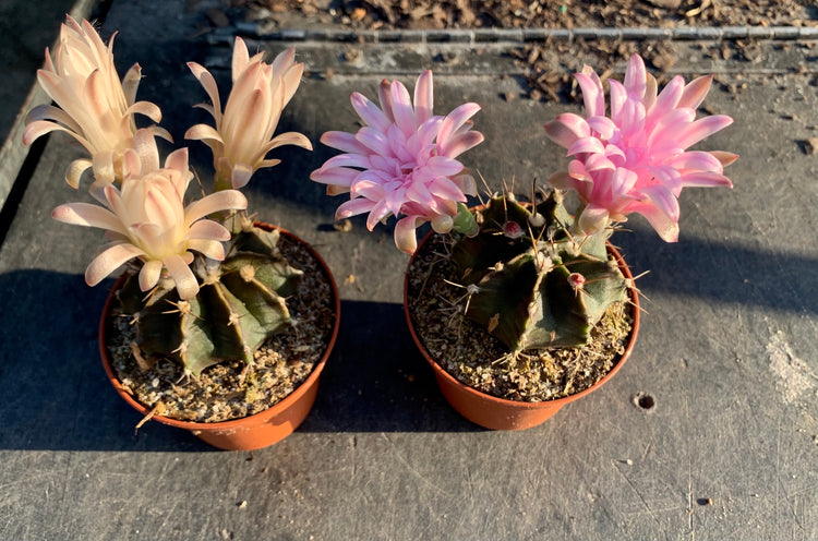 Gymnocalycium- Cacti