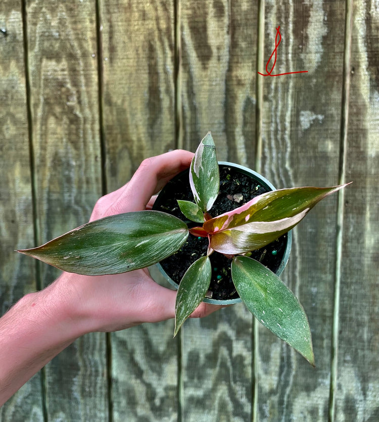 4” Pink Princess ‘L’