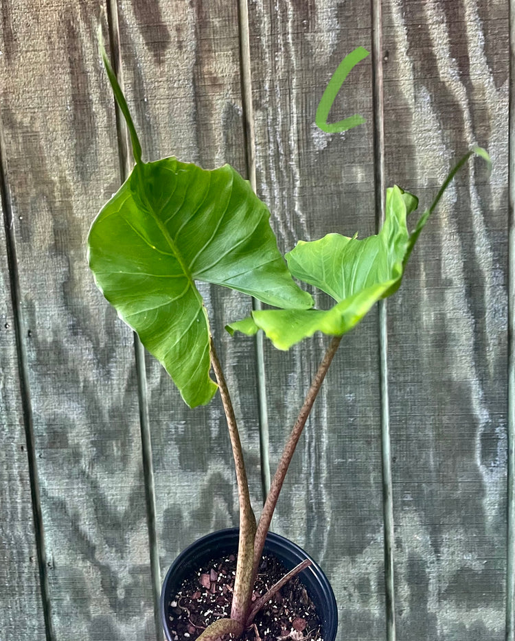 6” Alocasia Stingray