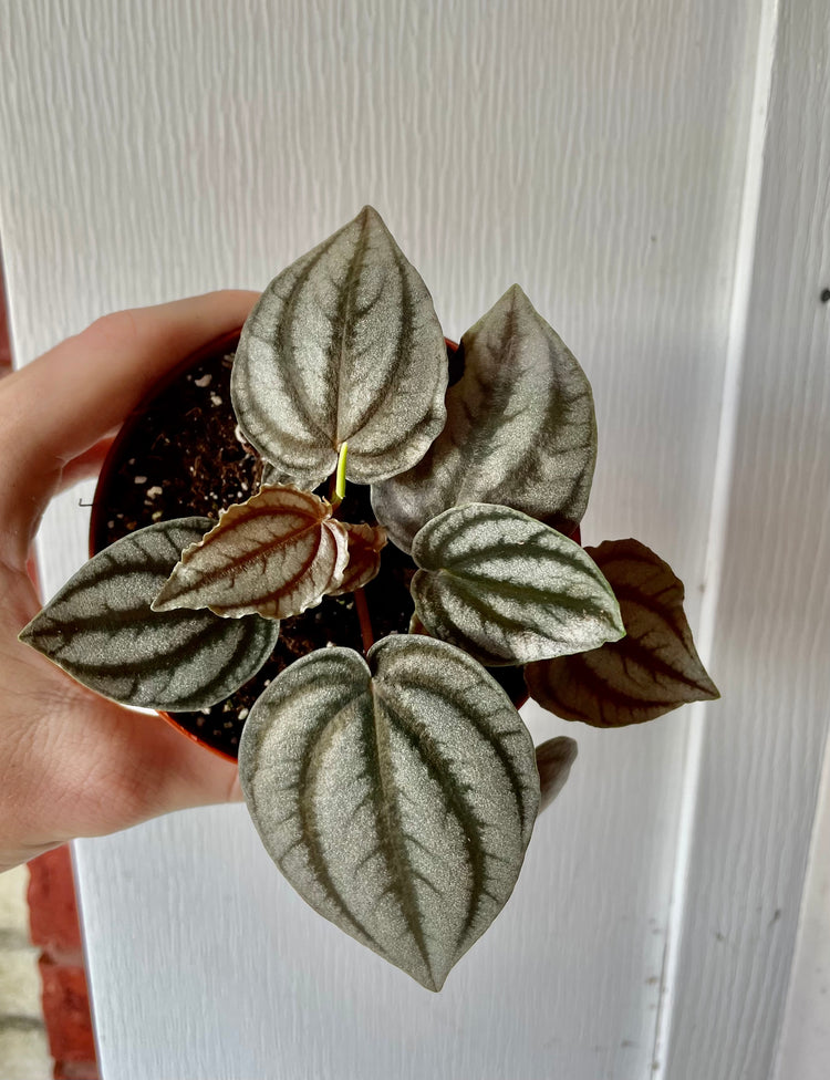 4” Peperomia Turboensis