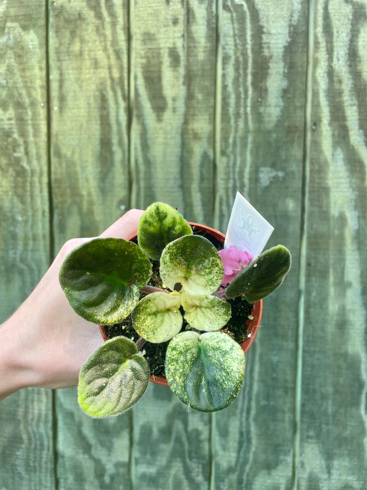 4” Variegated ‘Wild’ Violet