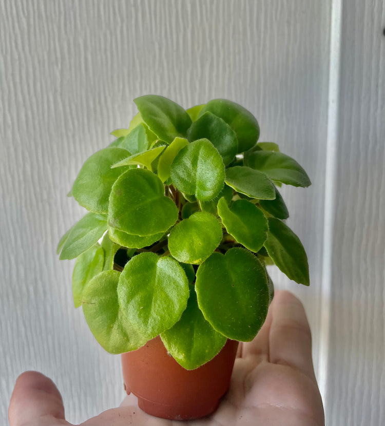 Uncommon 2.5” Climbing Violet